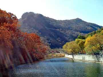 新澳门二四六天天彩，樱花树价格